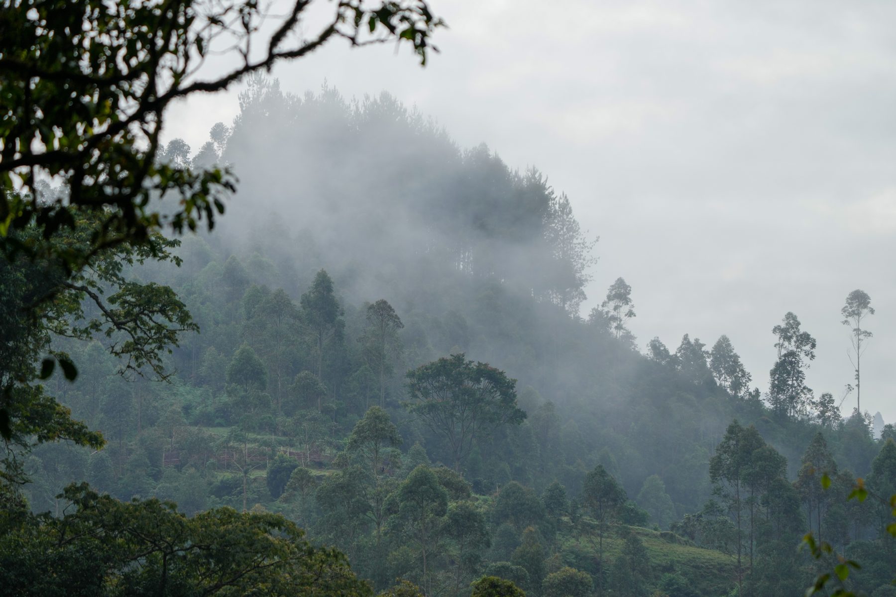 Mist rising through the forest in Bwindi Impenetrable National Park, Uganda
