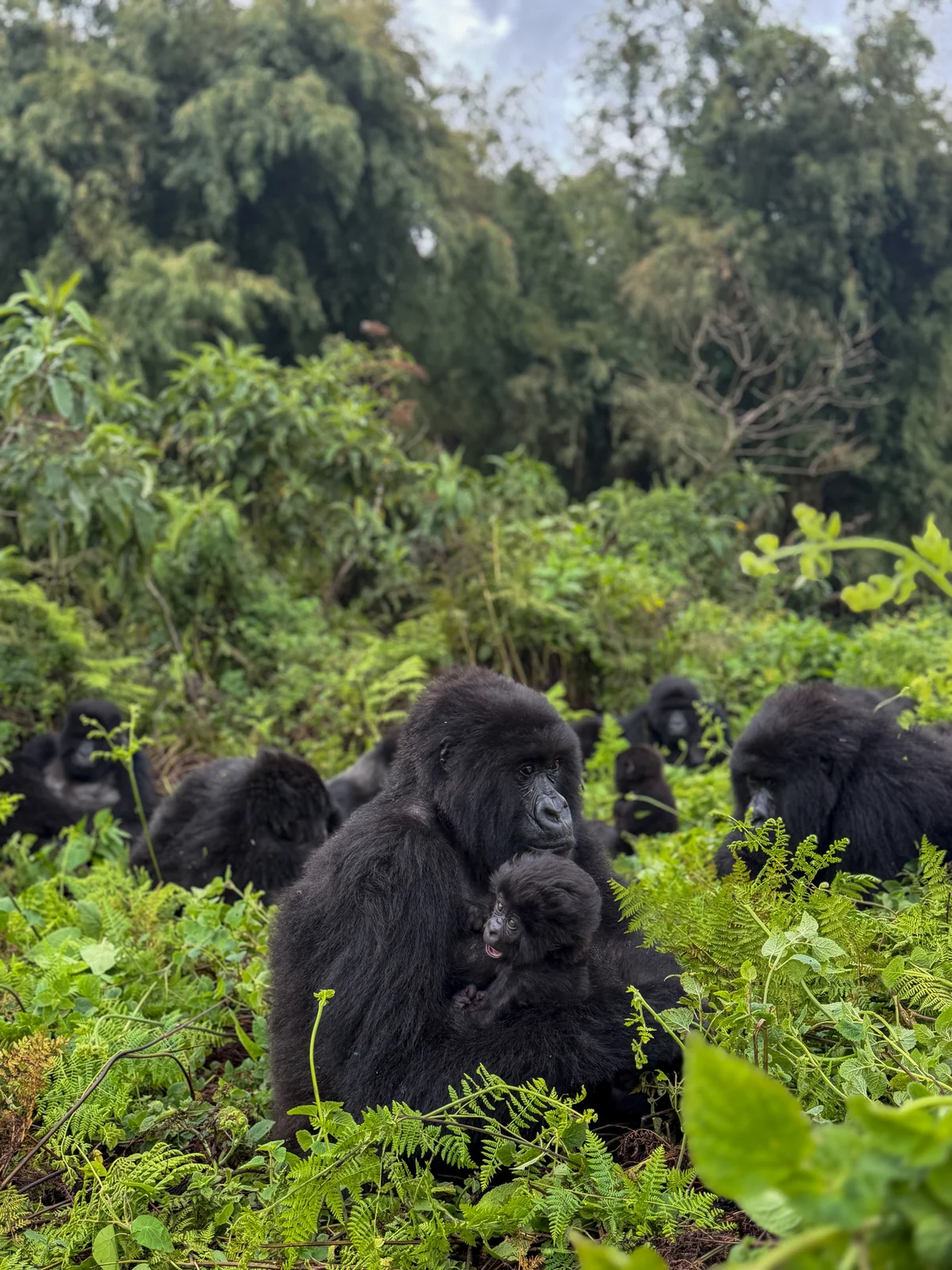 A mountain gorilla holding an infant in Volcanoes National Park