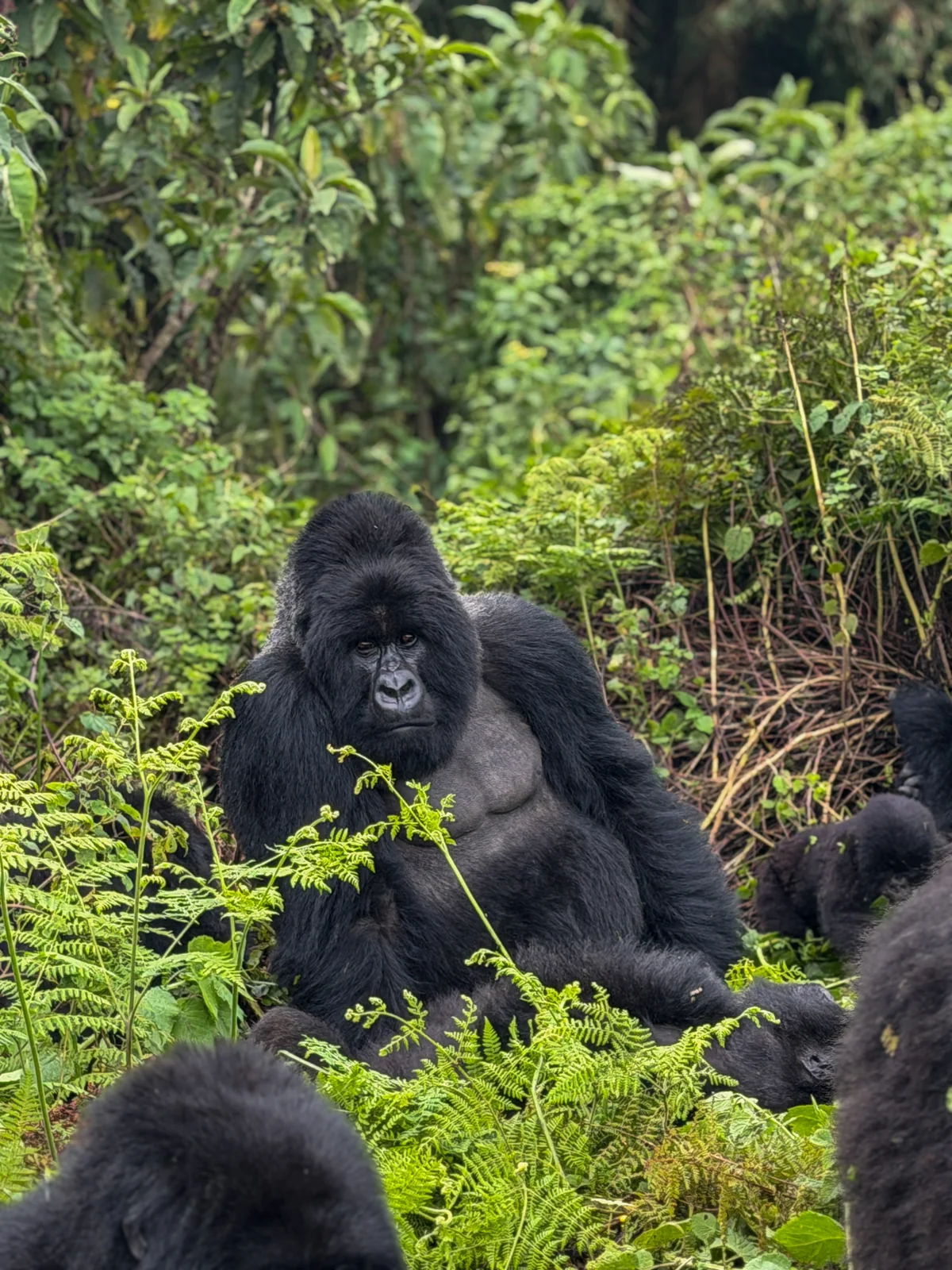 A seated adult mountain gorilla among ferns in Volcanoes National Park