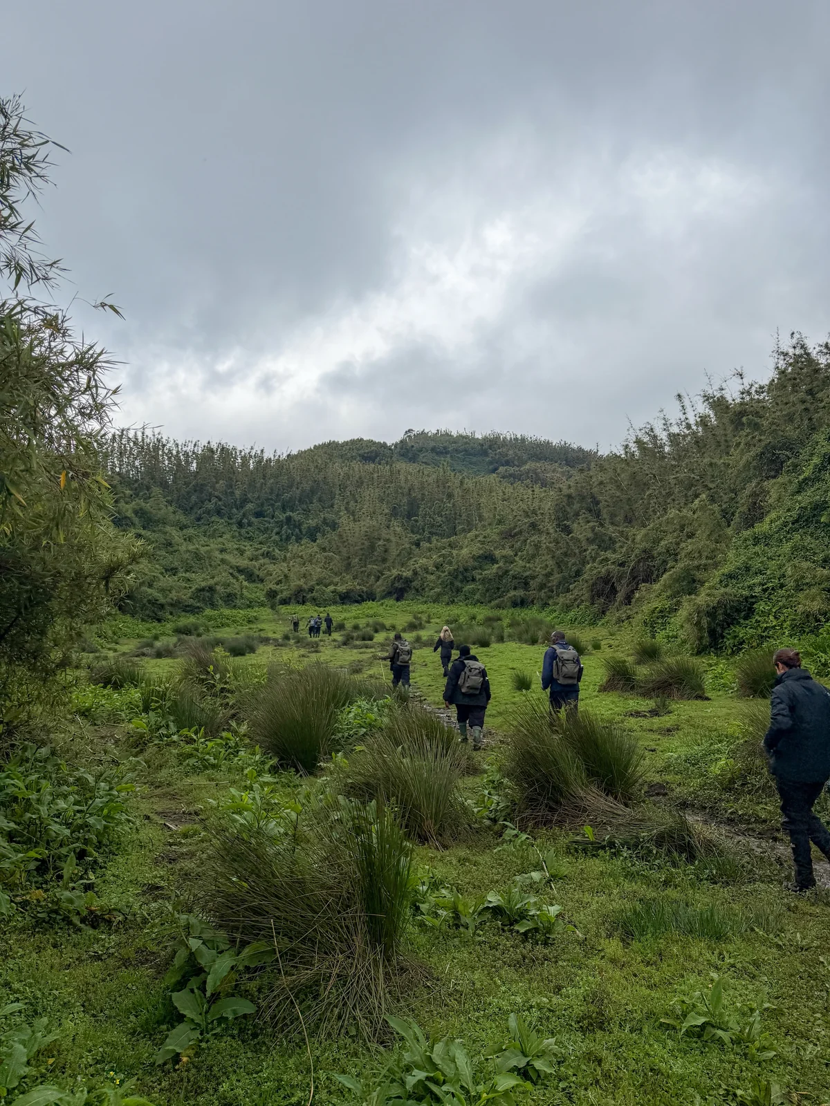 Walkers crossing a green clearing surrounded by forest in Volcanoes National Park