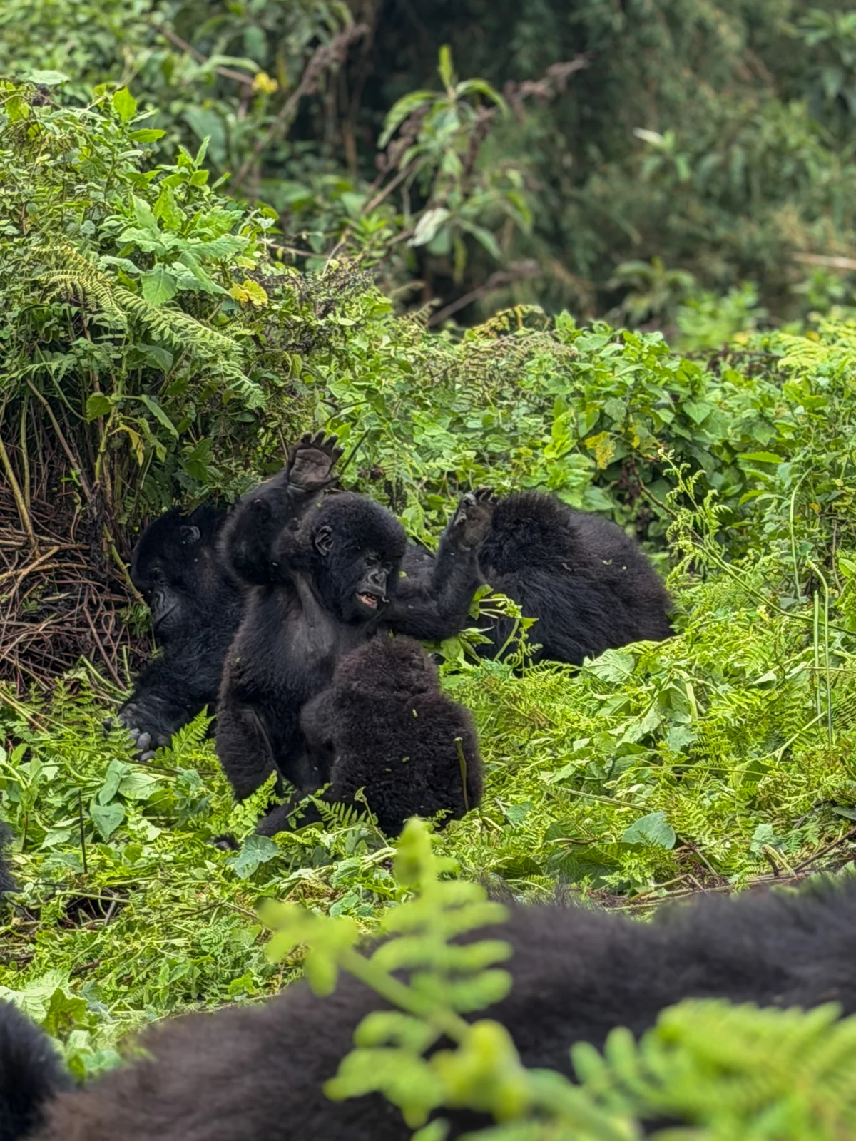 Mountain gorillas together among ferns in Volcanoes National Park