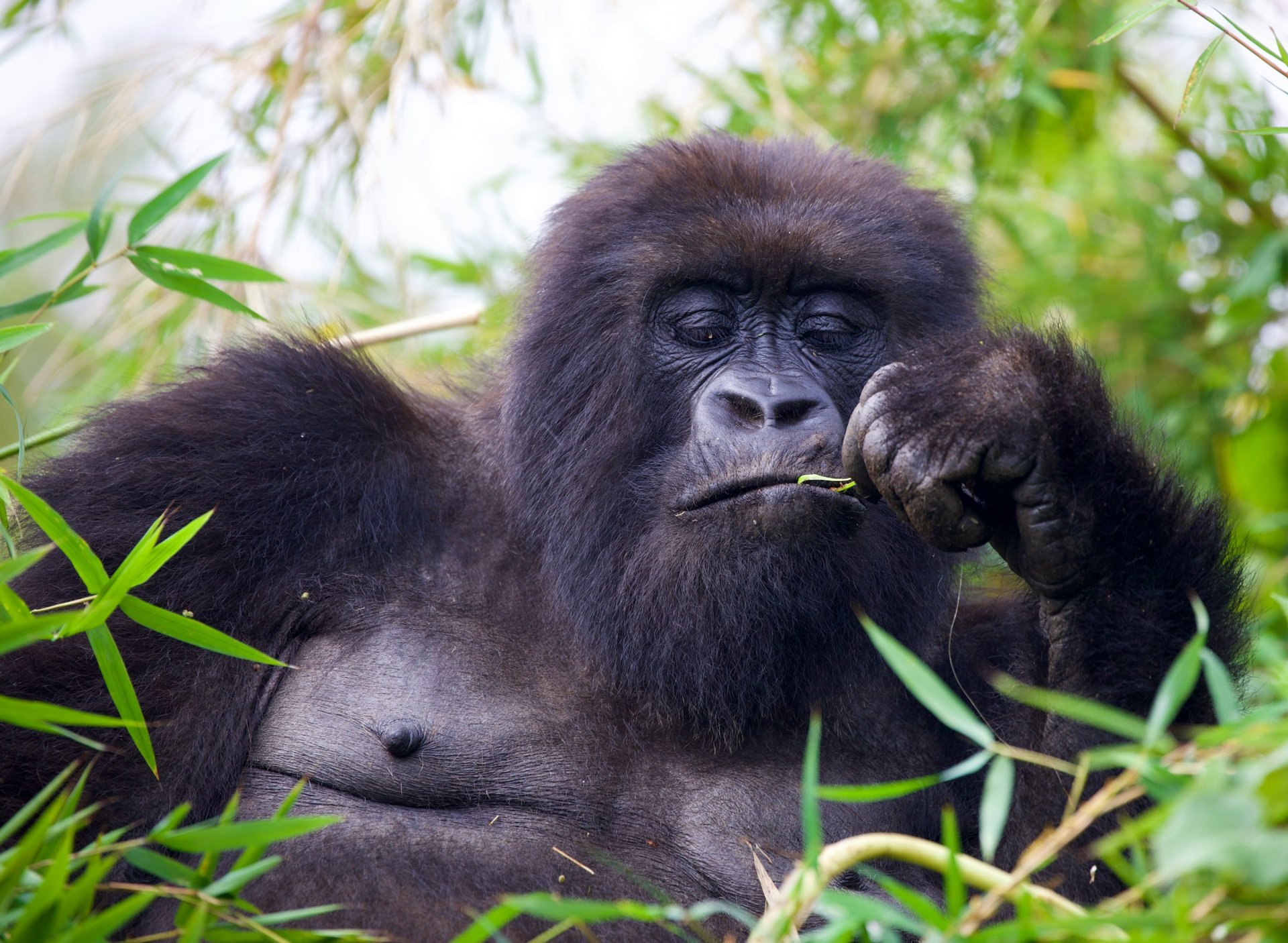 A mountain gorilla among the forest foliage in Rwanda