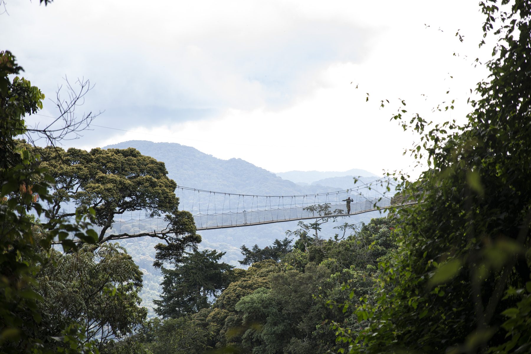 Suspended canopy walkway in Nyungwe rainforest, Rwanda